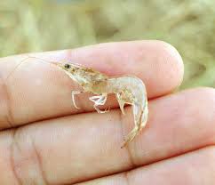 Tôm thẻ chân trắng bị đục cơ do nhiệt độ