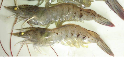 Đốm đen trên tôm thẻ chân trắng Đốm đen trên tôm thẻ chân trắng