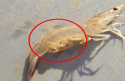 Tôm thẻ bị phân trắng Tôm thẻ bị phân trắng