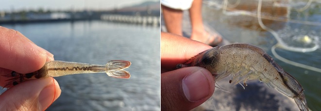 Ruột tôm bị xoắn và ruột tôm bị lỏng Ruột tôm bị xoắn và ruột tôm bị lỏng