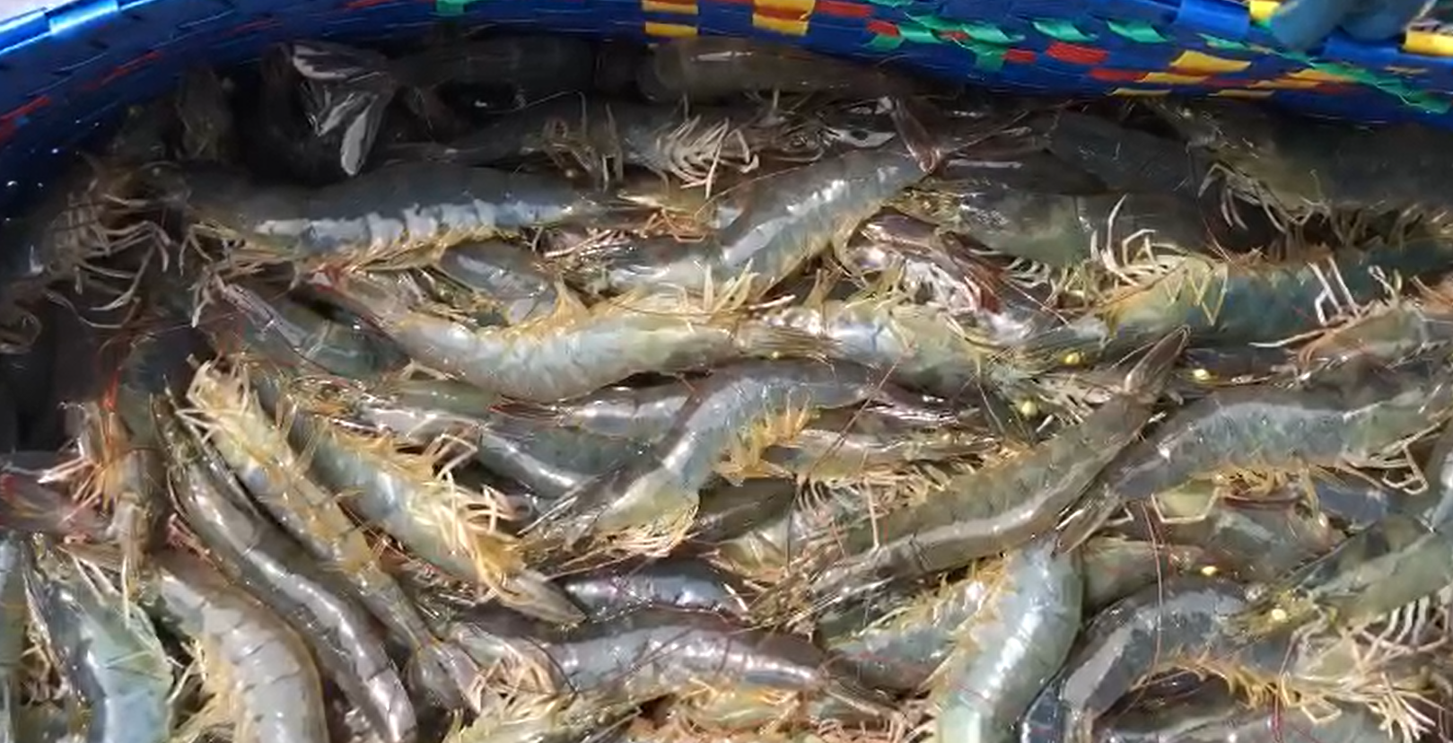 Tôm cứng vỏ chắc thịt nhờ sử dụng bổ sung khoáng SUPER MIX trong suốt vụ nuôi Tôm cứng vỏ chắc thịt nhờ sử dụng bổ sung khoáng SUPER MIX trong suốt vụ nuôi