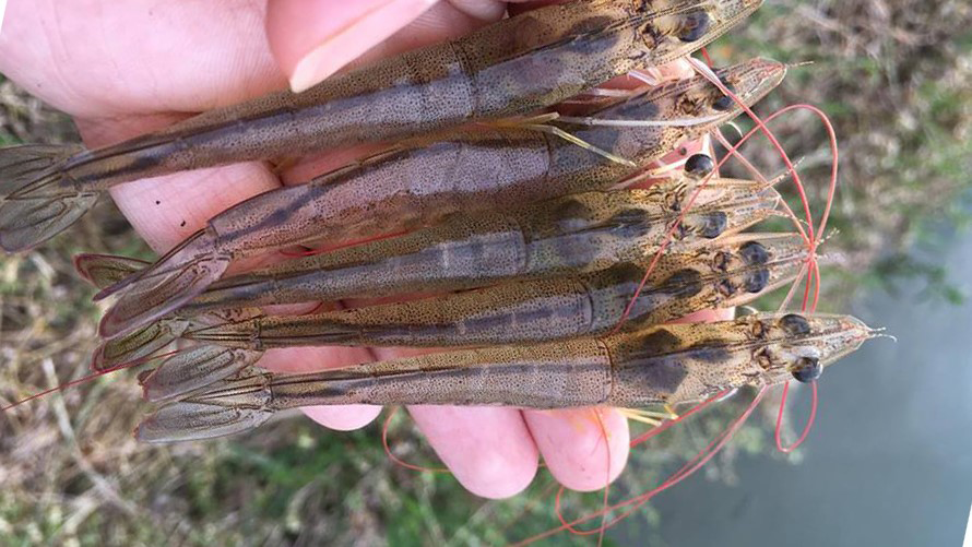 Tôm nuôi bổ sung LIVER GOLD - Gan đen khỏe không xuất hiện tình trạng vàng gan Tôm nuôi bổ sung LIVER GOLD - Gan đen khỏe không xuất hiện tình trạng vàng gan