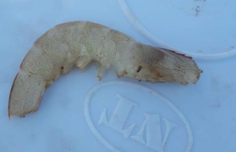 Tôm lột không cứng vỏ do khí độc NH3 và NO2 .