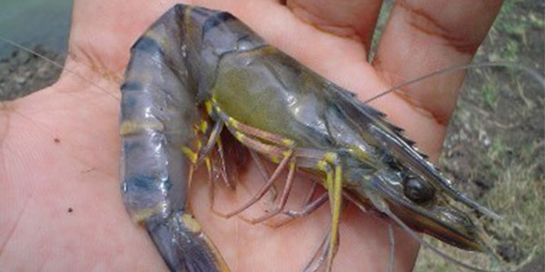 AMINOVIC - Khắc phục tình trạng tôm lột xác không cứng vỏ AMINOVIC - Khắc phục tình trạng tôm lột xác không cứng vỏ