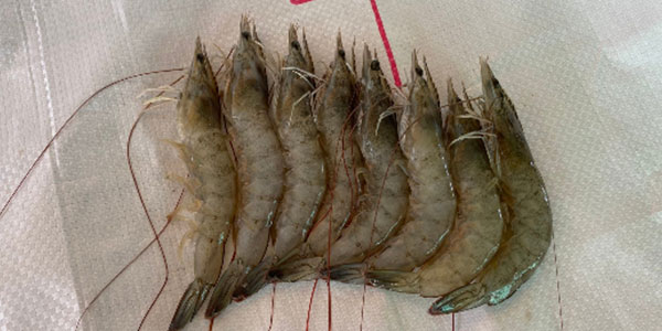 Tôm thiếu khoáng dẫn đến bệnh cong thân đục cơ Tôm thiếu khoáng dẫn đến bệnh cong thân đục cơ