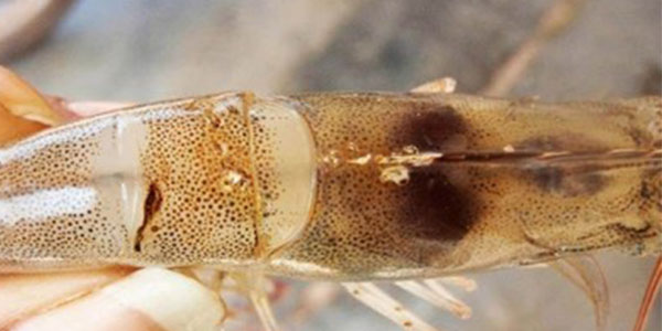 gan tôm vàng yếu