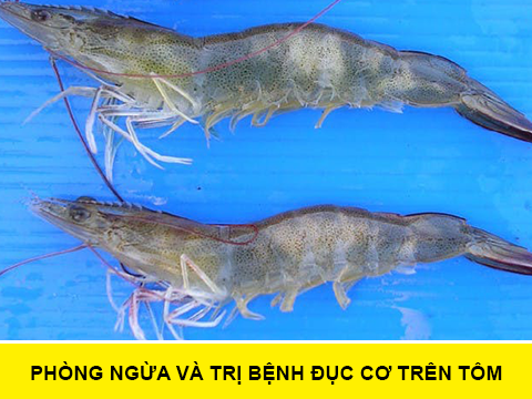 Tôm bị đục cơ do lượng oxy trong ao thấp