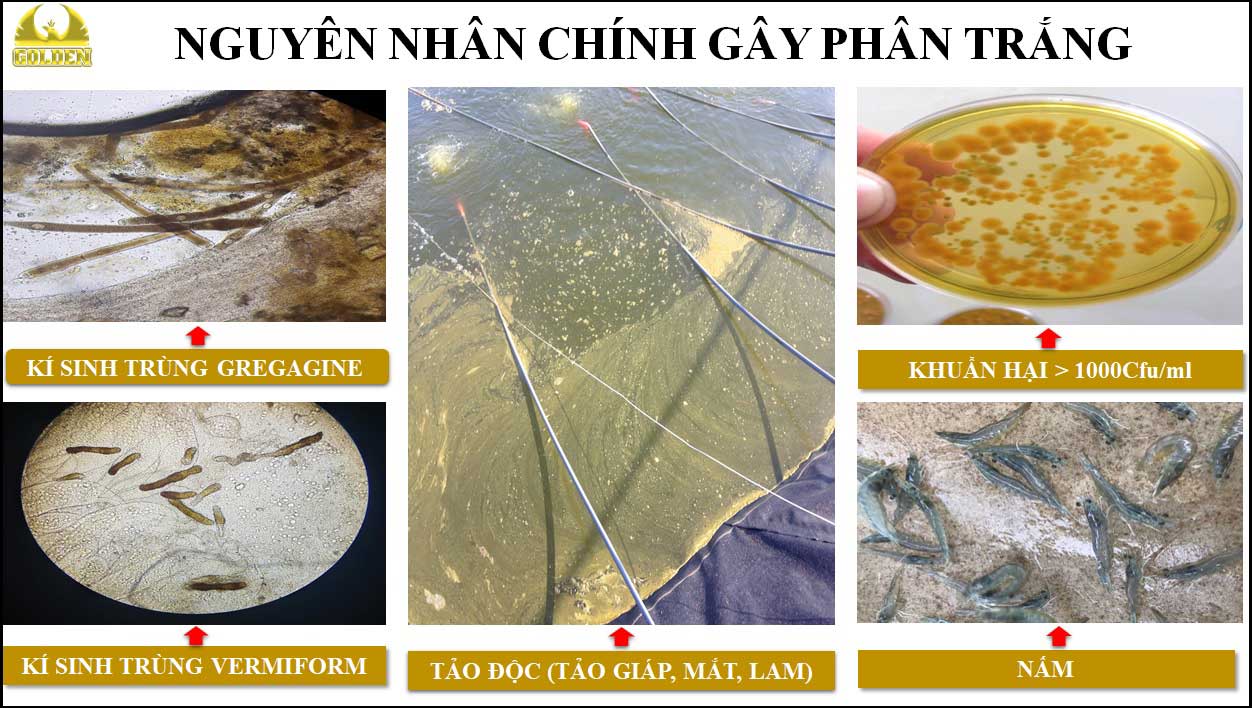 Nguyên nhân bệnh phân trắng trên tôm Nguyên nhân bệnh phân trắng trên tôm