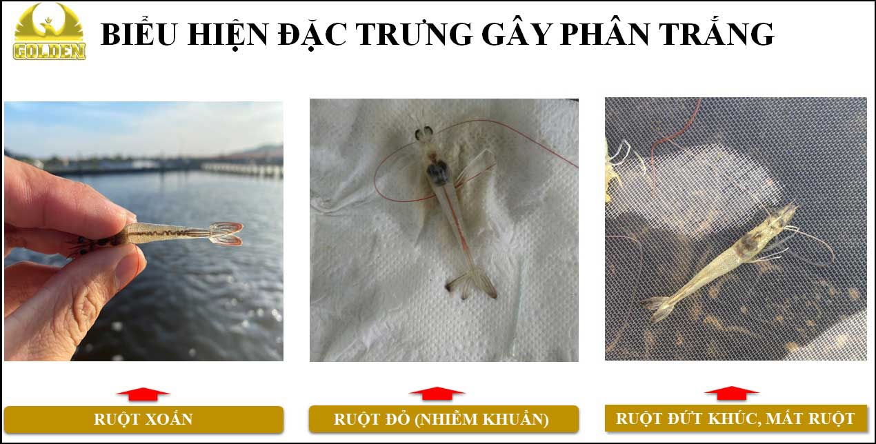 Biểu hiện của bệnh phân trắng trên tôm Biểu hiện của bệnh phân trắng trên tôm