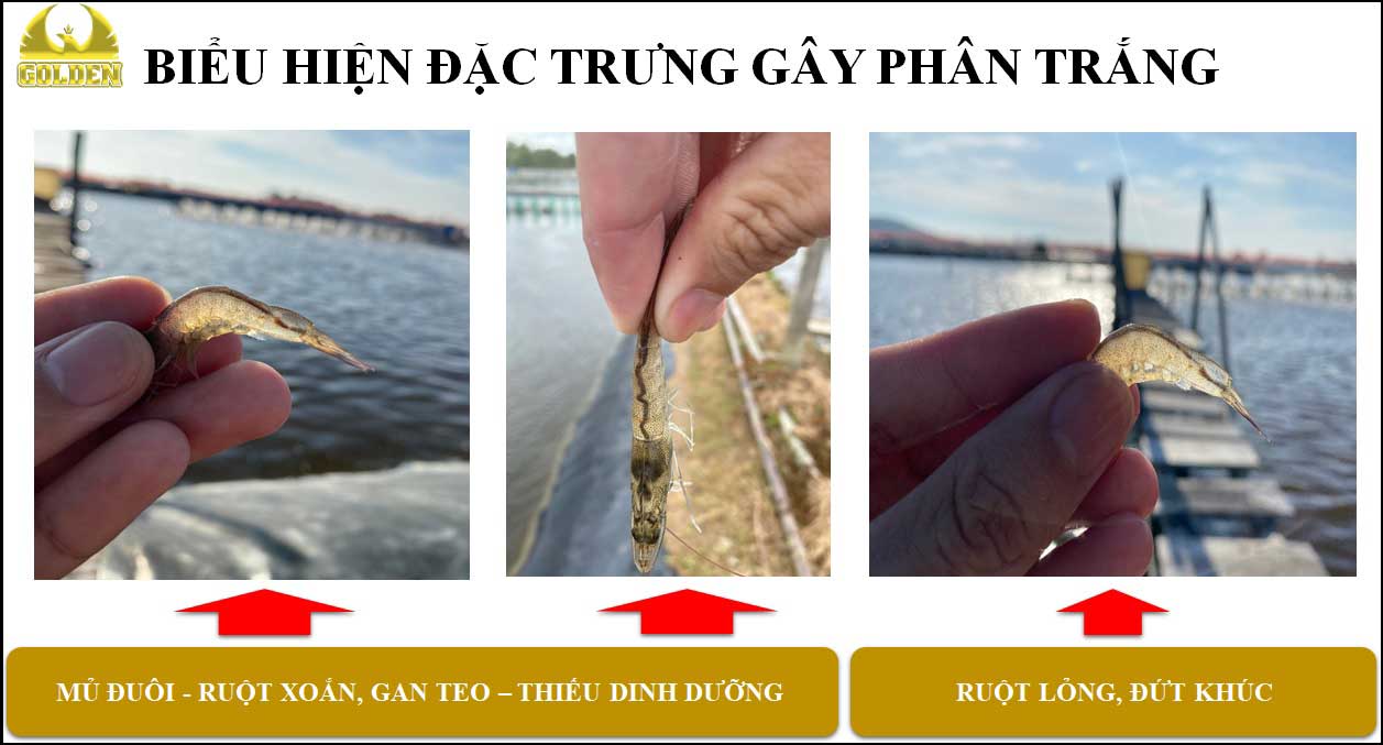 Biểu hiện của bệnh phân trắng trên tôm Biểu hiện của bệnh phân trắng trên tôm