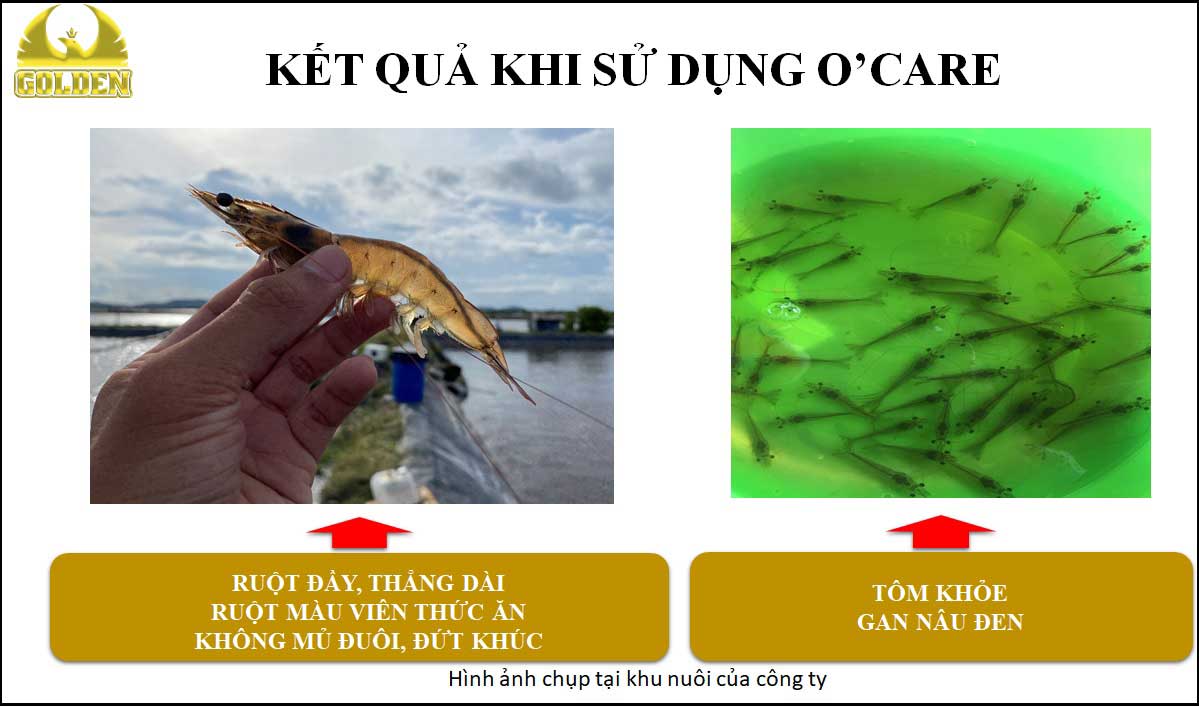 Kết quả sau khi điều trị bệnh phân trắng cho tôm Kết quả sau khi điều trị bệnh phân trắng cho tôm