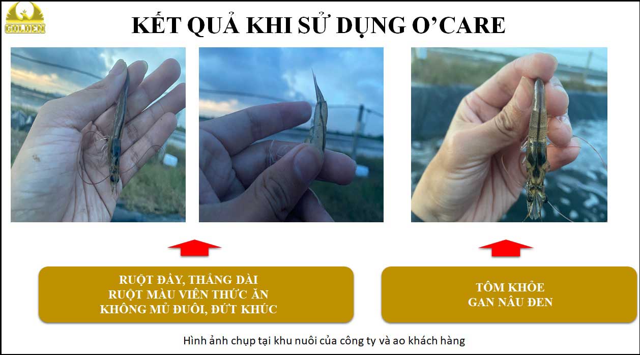 Kết quả sau khi điều trị bệnh phân trắng cho tôm Kết quả sau khi điều trị bệnh phân trắng cho tôm