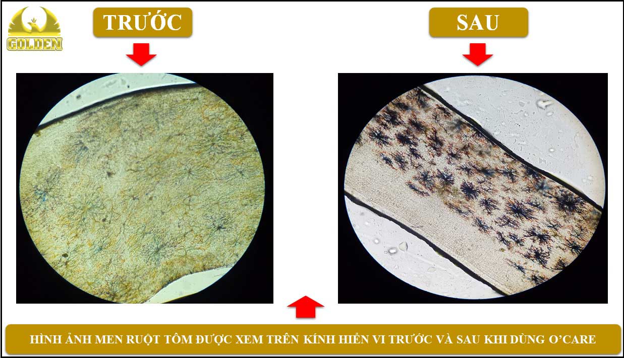 trị bệnh phân trắng cho tôm