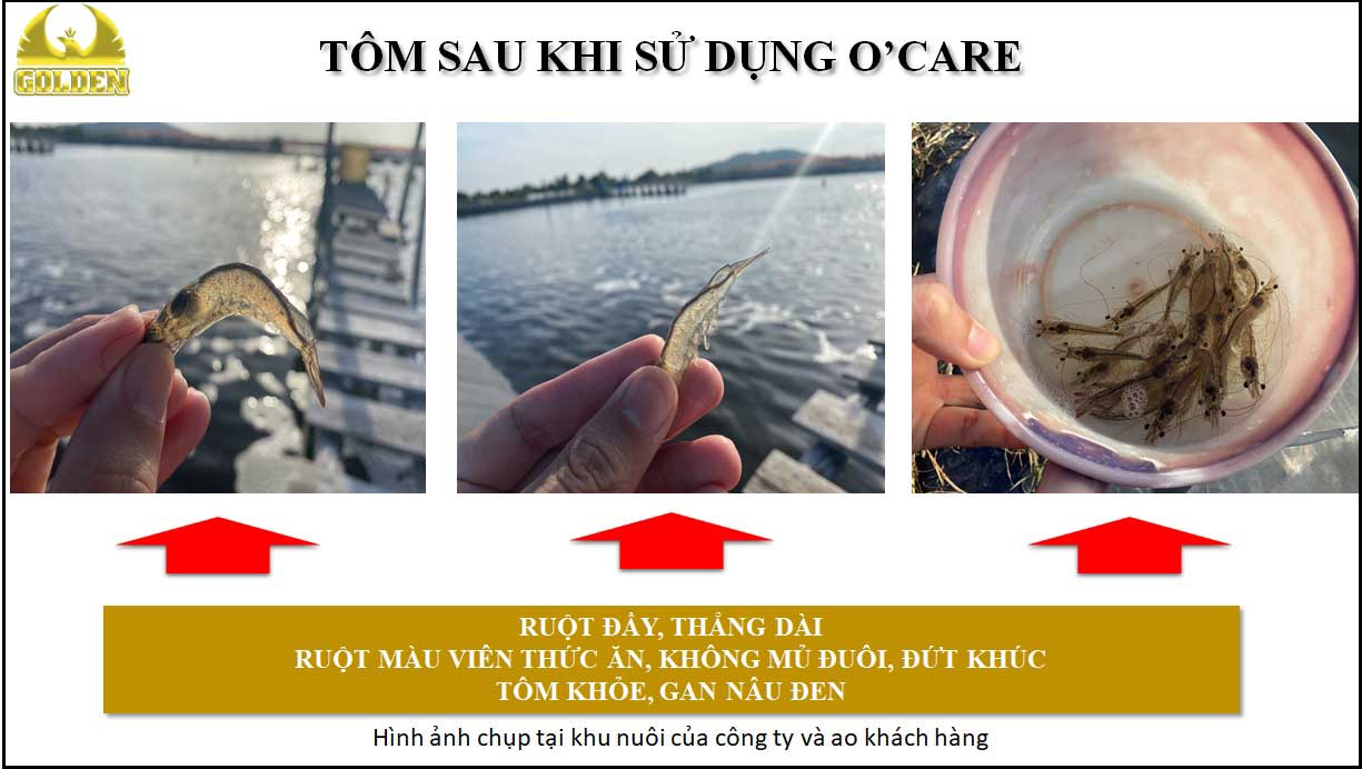 Kết quả sau khi điều trị bệnh phân trắng cho tôm Kết quả sau khi điều trị bệnh phân trắng cho tôm