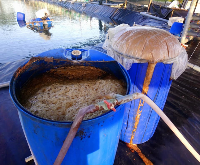 ủ yếm khí men vi sinh miro pond trong 24 tiếng