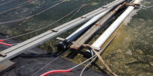 Nước trong ao nuôi tôm bị ô nhiễm nặng Nước trong ao nuôi tôm bị ô nhiễm nặng