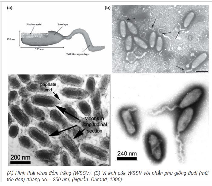 Virus đốm trắng trong tế bào tôm Virus đốm trắng trong tế bào tôm