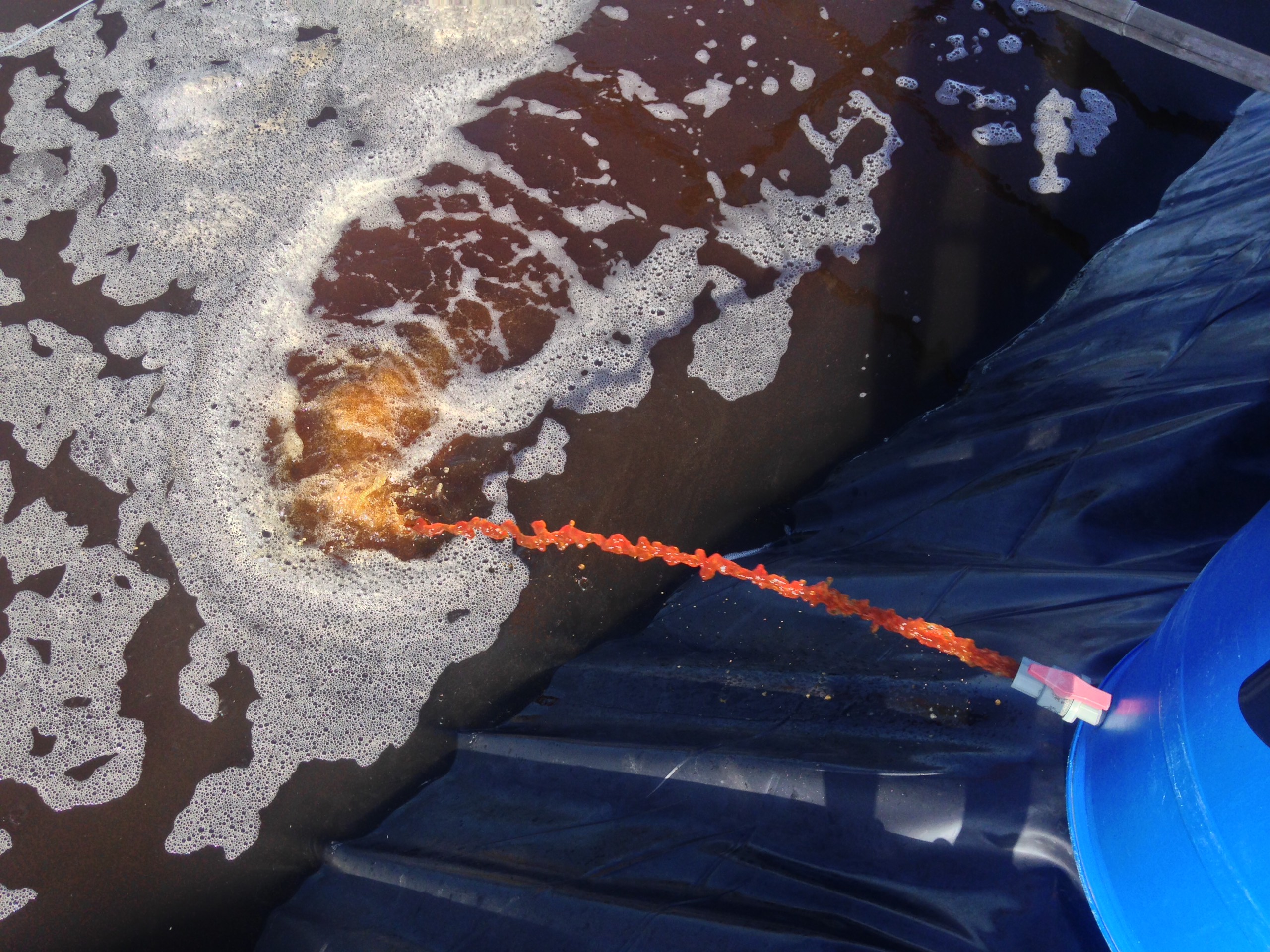 Sử dụng vi sinh xử lý nước ao nuôi. Nước ao nuôi màu vàng trà và quản lý tốt khí độc.