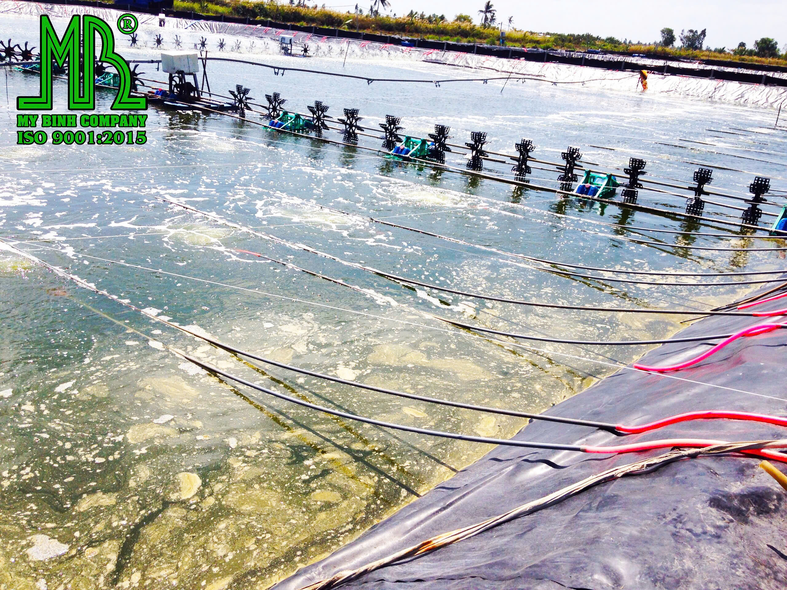 ECO BLUE - xử lý bùn đáy, ổn định môi trường ao