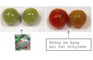 Túi khử ethylene Túi khử ethylene