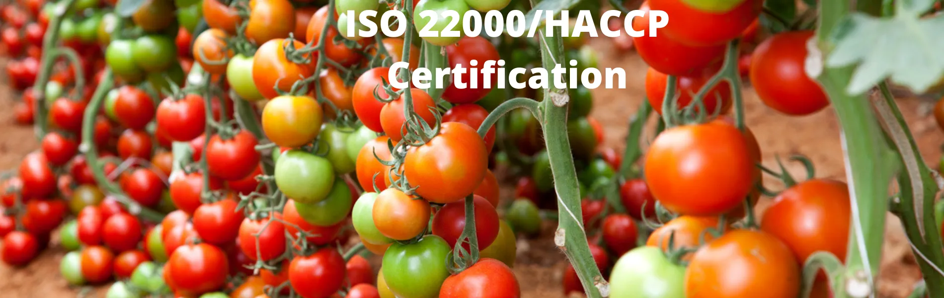 ISO 22000/HACCP Certification