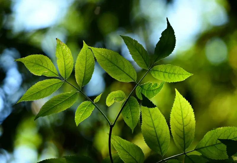 ISO 14001:2015 là gì? Tại sao doanh nghiệp cần tư vấn chứng nhận ISO 14001:2015? Lợi ích của việc đánh giá chứng nhận ISO 14001:2015 ISO 14001:2015 là gì? Tại sao doanh nghiệp cần tư vấn chứng nhận ISO 14001:2015? Lợi ích của việc đánh giá chứng nhận ISO 14001:2015