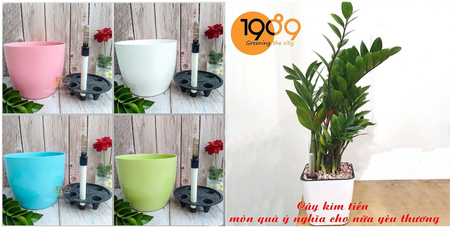 Chậu Tự Dưỡng