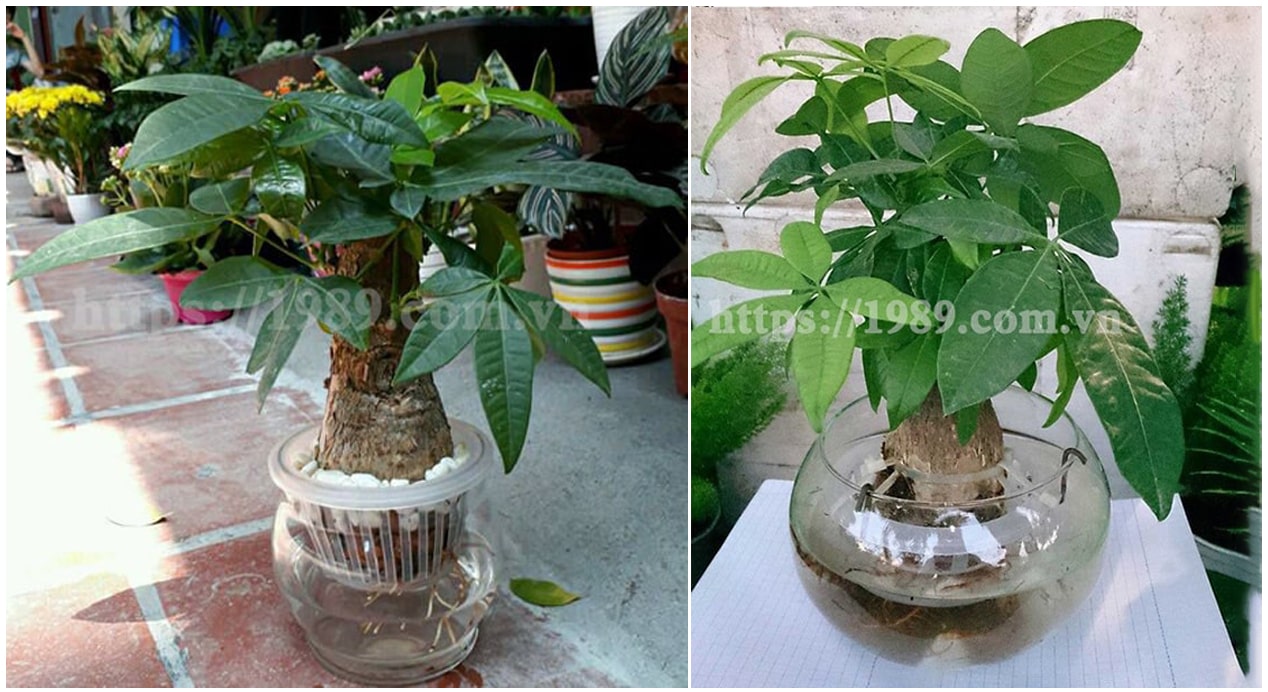 Cây Kim Ngân Thủy canh của 1989 JSC