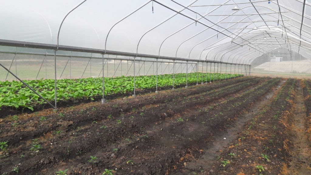 Đất thịt bồi đắp cải tạo mặt bằng để canh tác rau tại 1 đơn vị do 1989 cung cấp