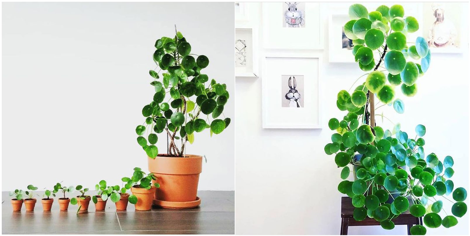 Cây Tiền Trung Quốc