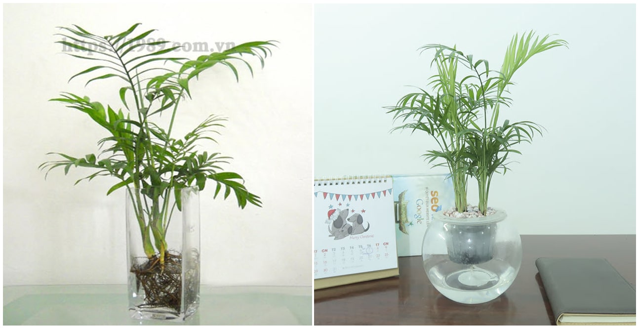 Cây Cau Tiểu Trâm thủy canh của 1989 JSC