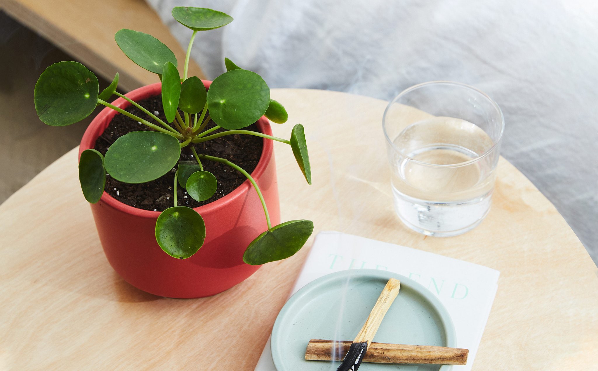 Cây Cỏ Gương đã phổ biến ở Việt Nam