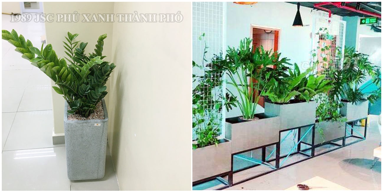 Chậu đá mài trang trí tại nhiều văn phòng