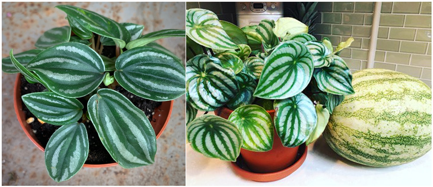 Cây đẹp lạ và rất khỏe