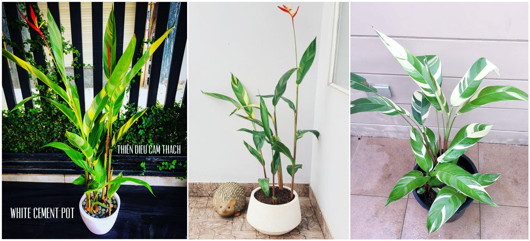 Cây Mỏ Két Cẩm Thạch