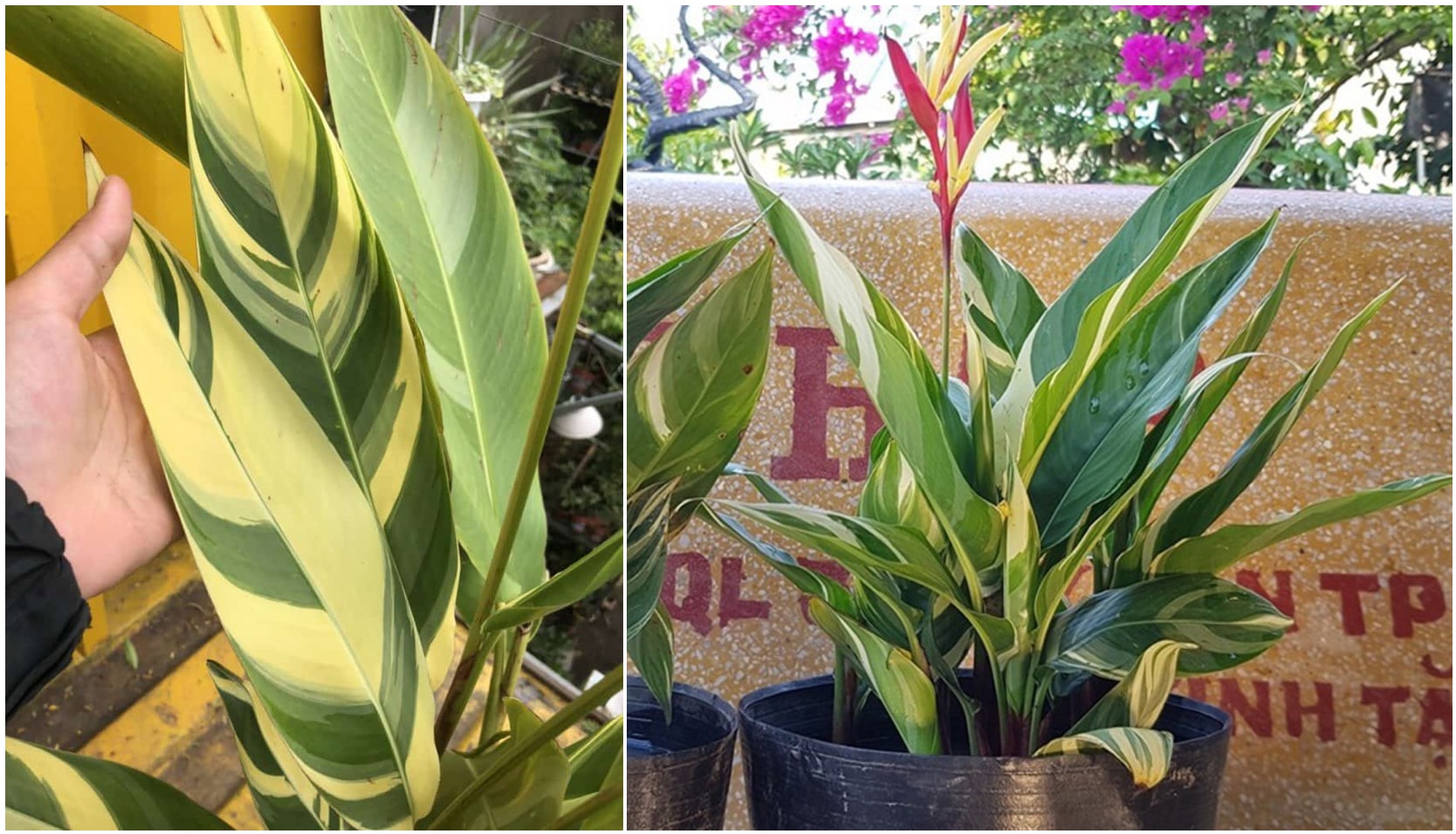 Lá của cây khá thú vị