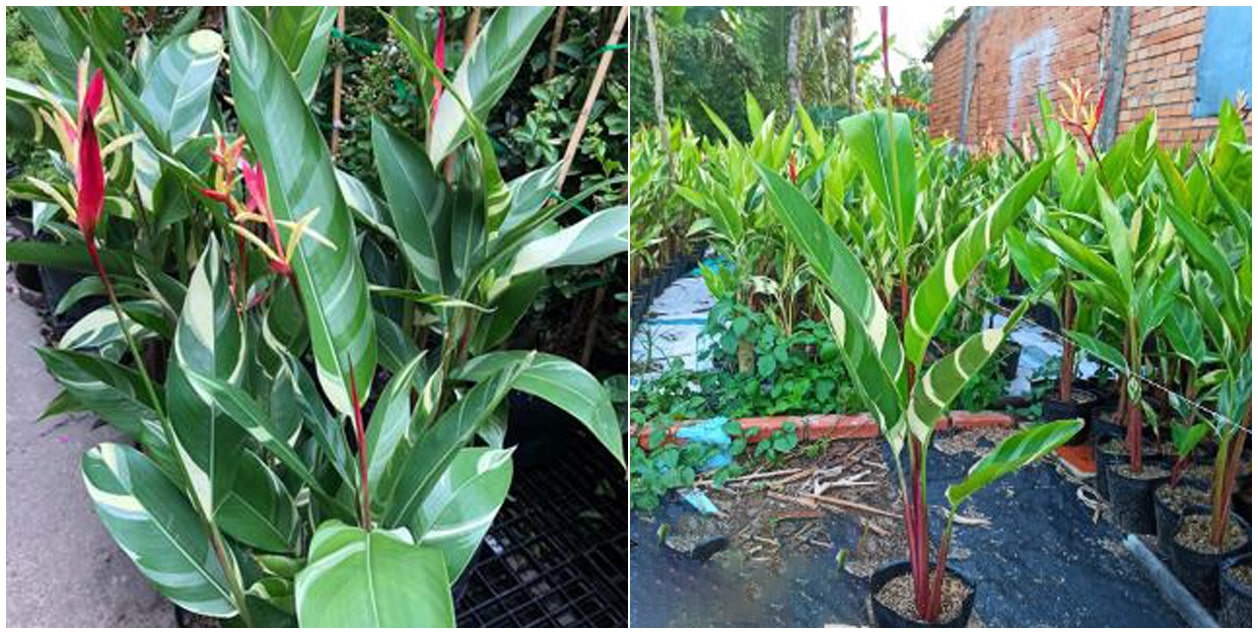 Cây ưa thích khí hậu nóng ấm