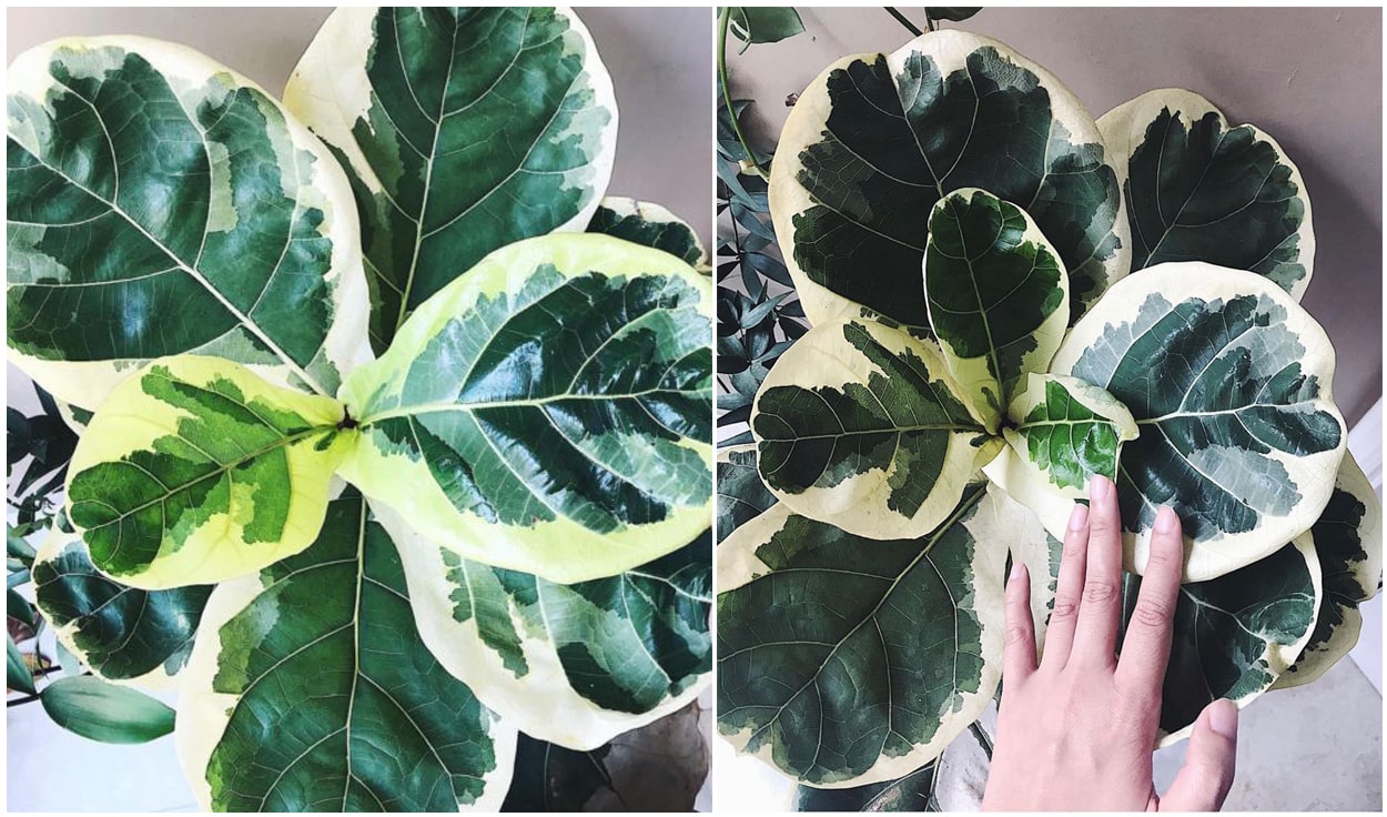 Đây là loại cây đột biến độc lạ