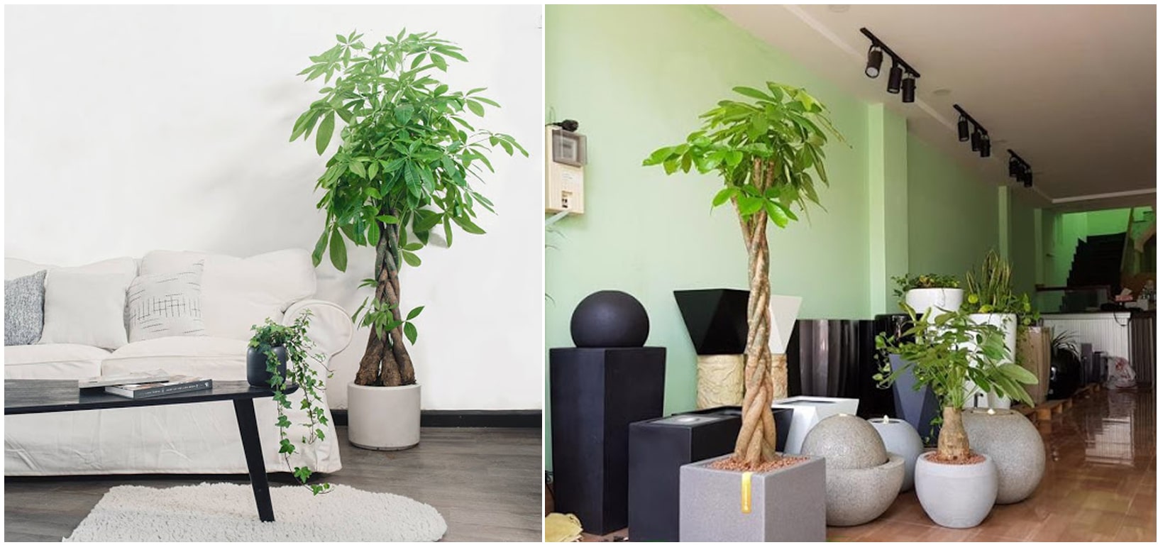 Cây Kim ngân Sanh đặt tại văn phòng - nhà ở
