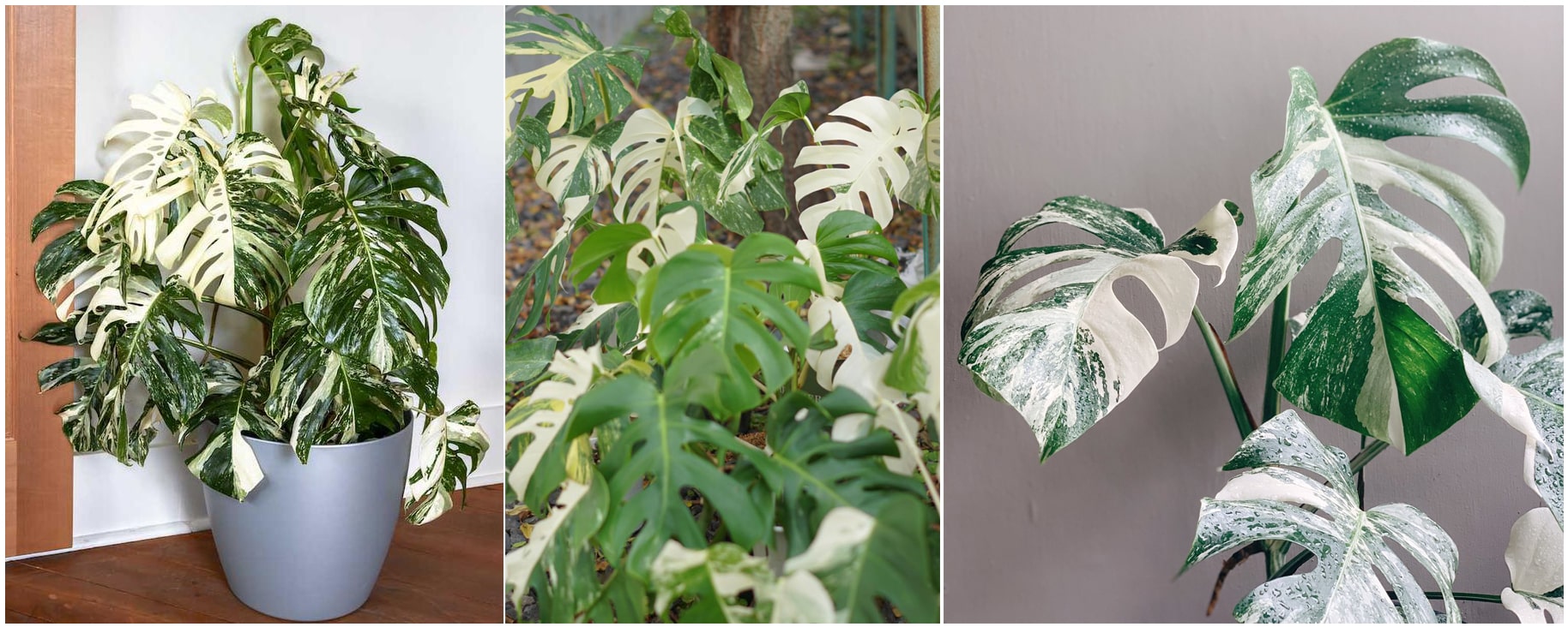 Trầu Bà Nam Mỹ Cẩm Thạch