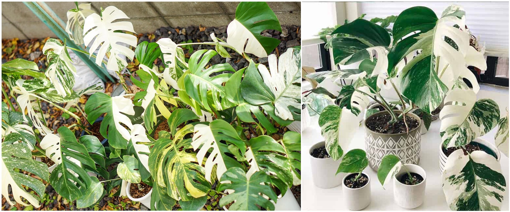 Cây có tên gọi khác là Monstera