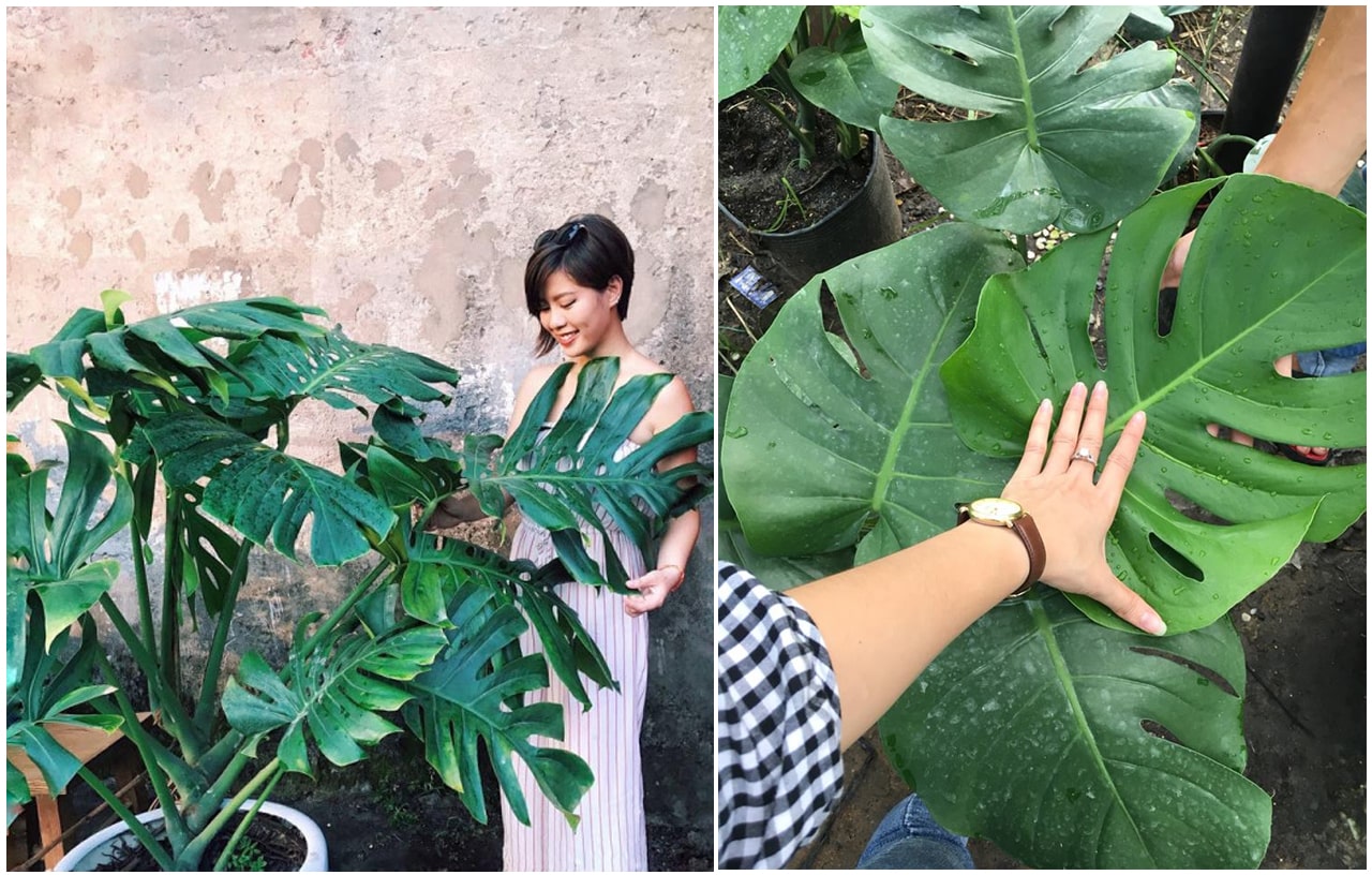 Trầu Bà Nam Mỹ có nhiều ý nghĩa phong thủy