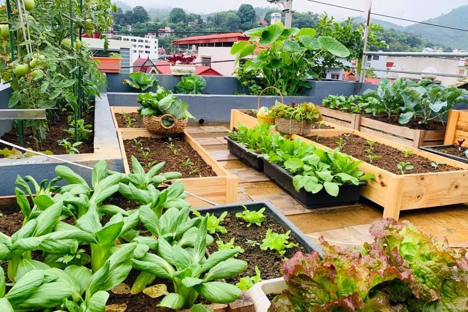 Đất thịt trồng rau hoa màu tại nhà Chị Bích - Quận 3