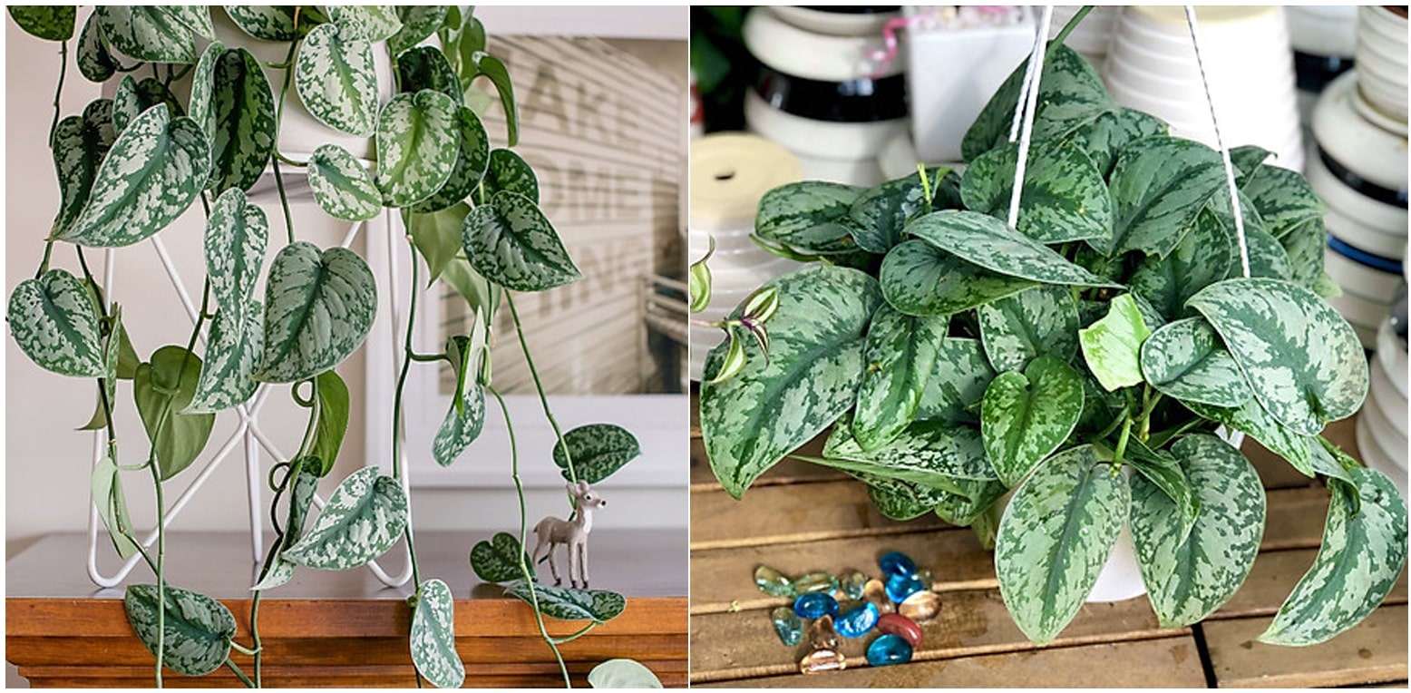 Cây Trầu Bà Lụa