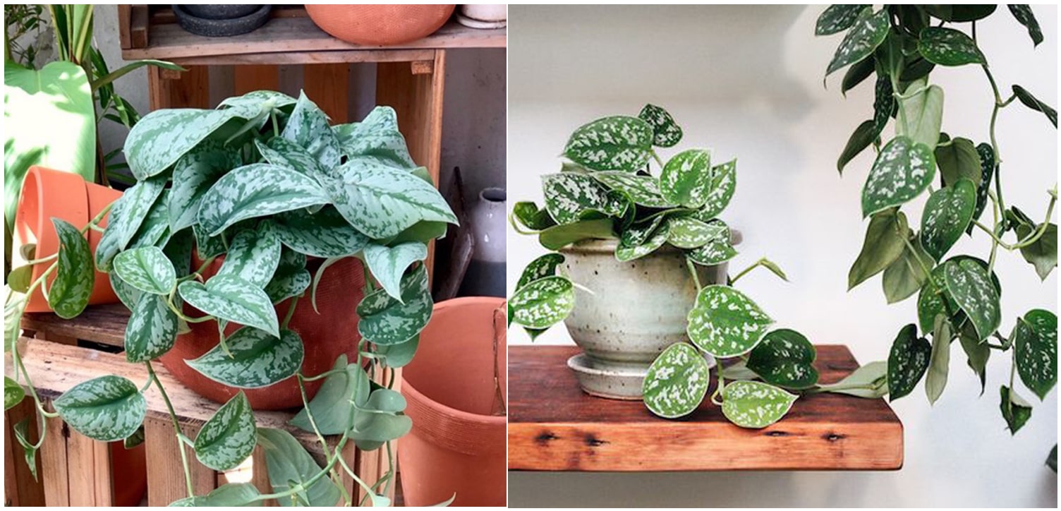 Trầu Bà Lụa có nhiều công dụng