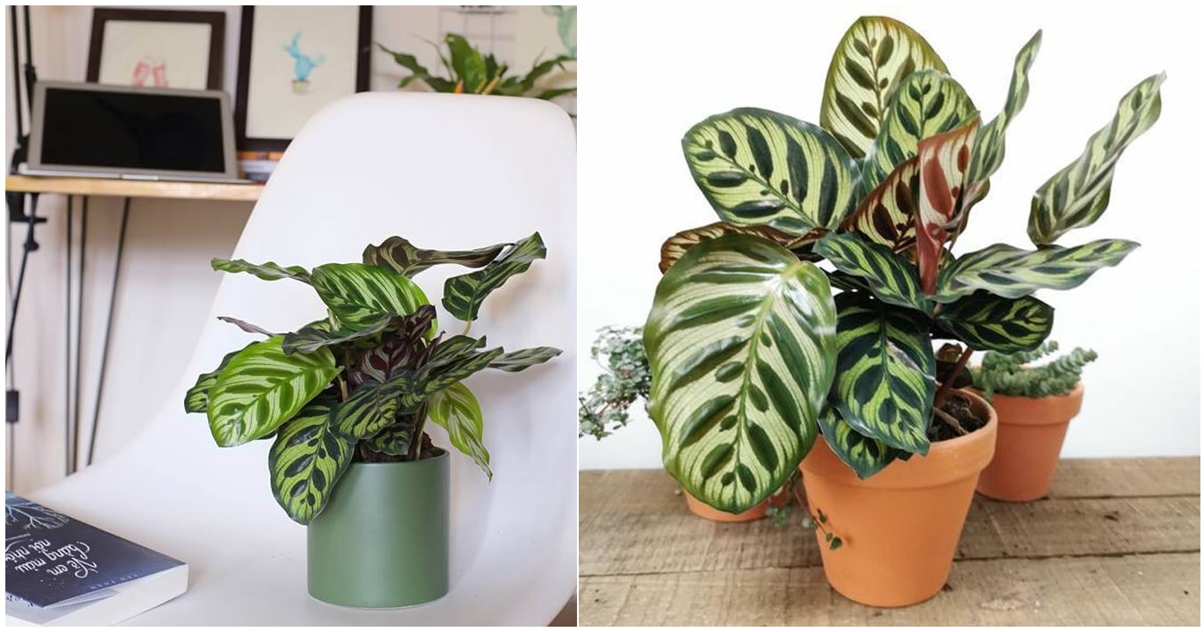 Đuôi Công Lá Lớn