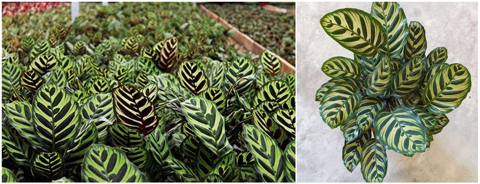 Cây Đuôi Công khá phổ biến ở Việt Nam