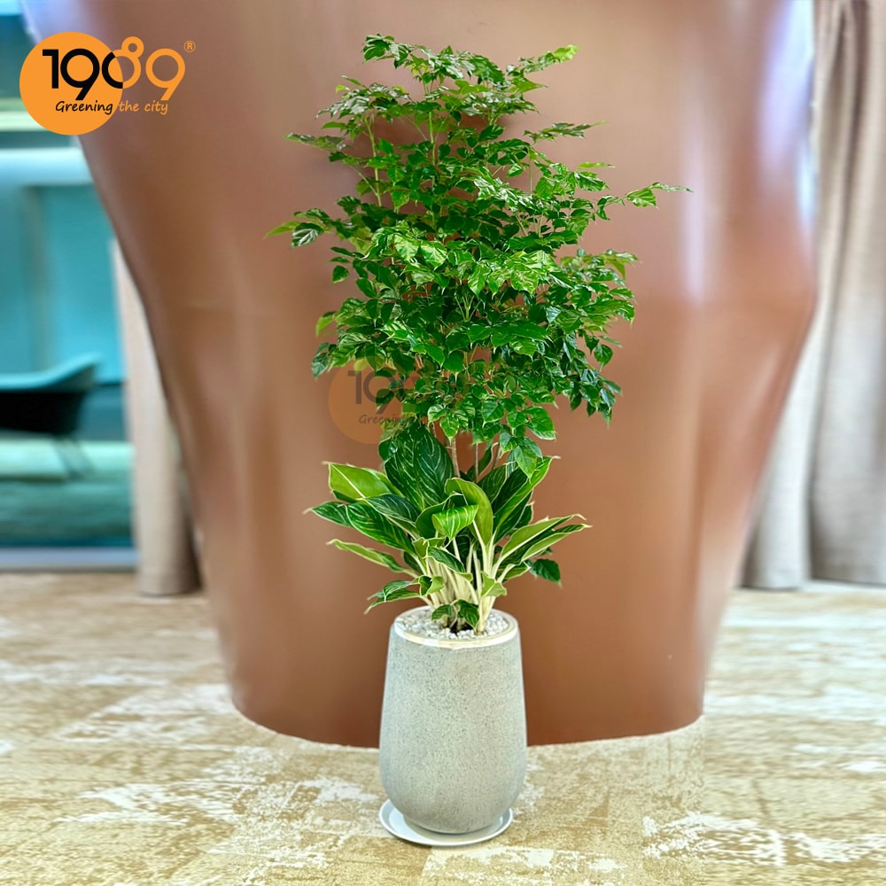 Cây hạnh phúc quà tặng 20-10