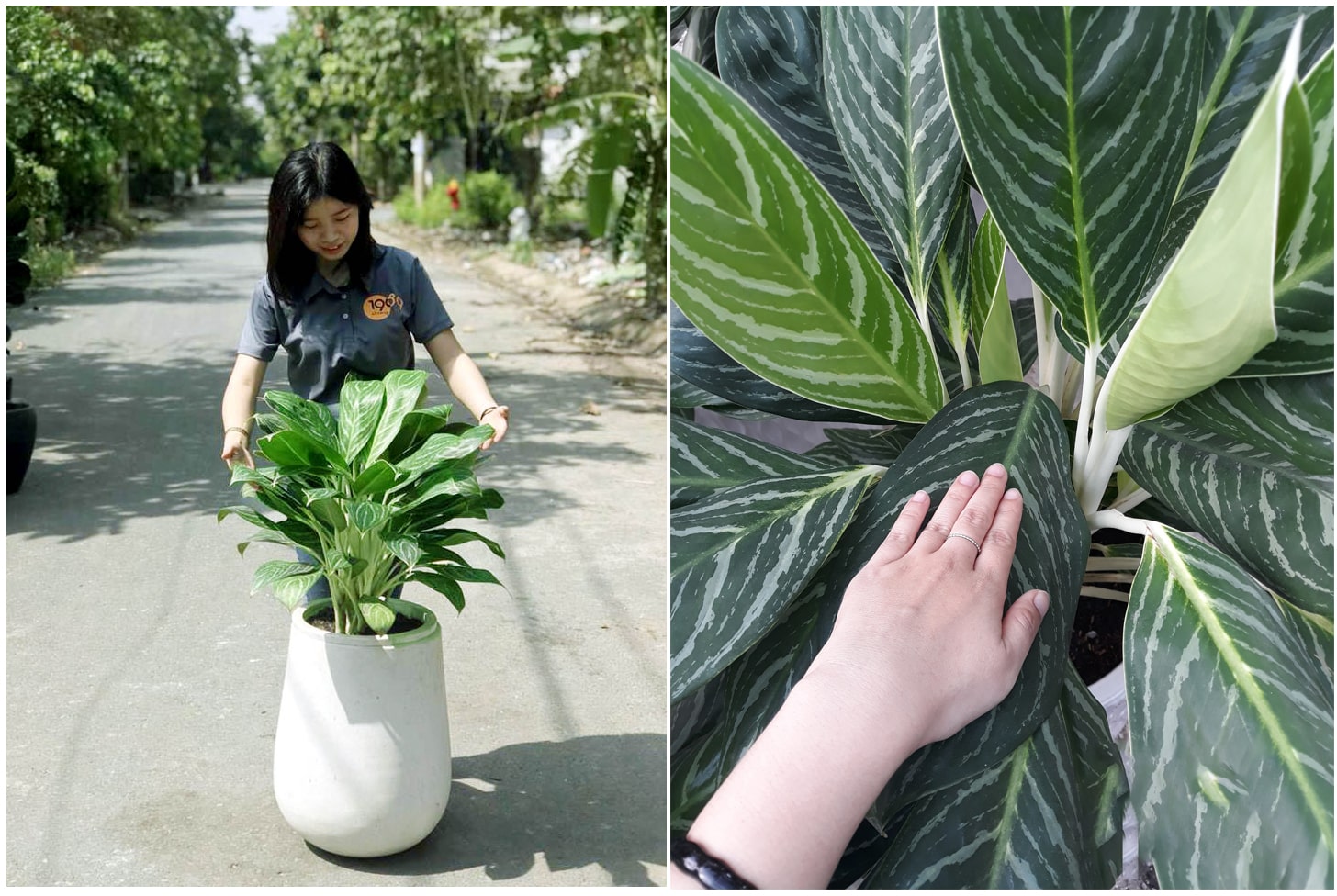 Cây Bạch Mã Hoàng Tử