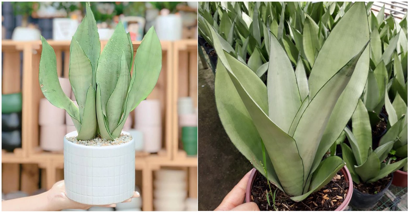 Lưỡi Hổ Trắng